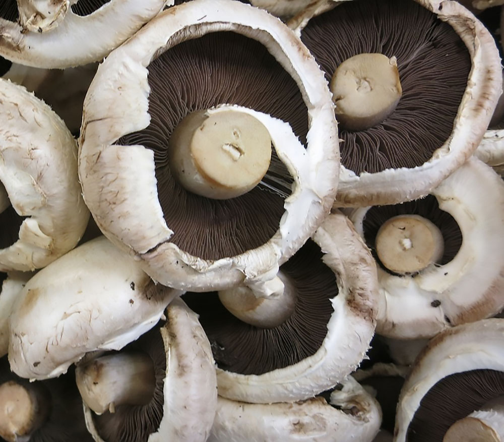 Empty the Fridge - Champignons over